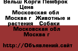 Вельш Корги Пемброк › Цена ­ 50 000 - Московская обл., Москва г. Животные и растения » Собаки   . Московская обл.,Москва г.